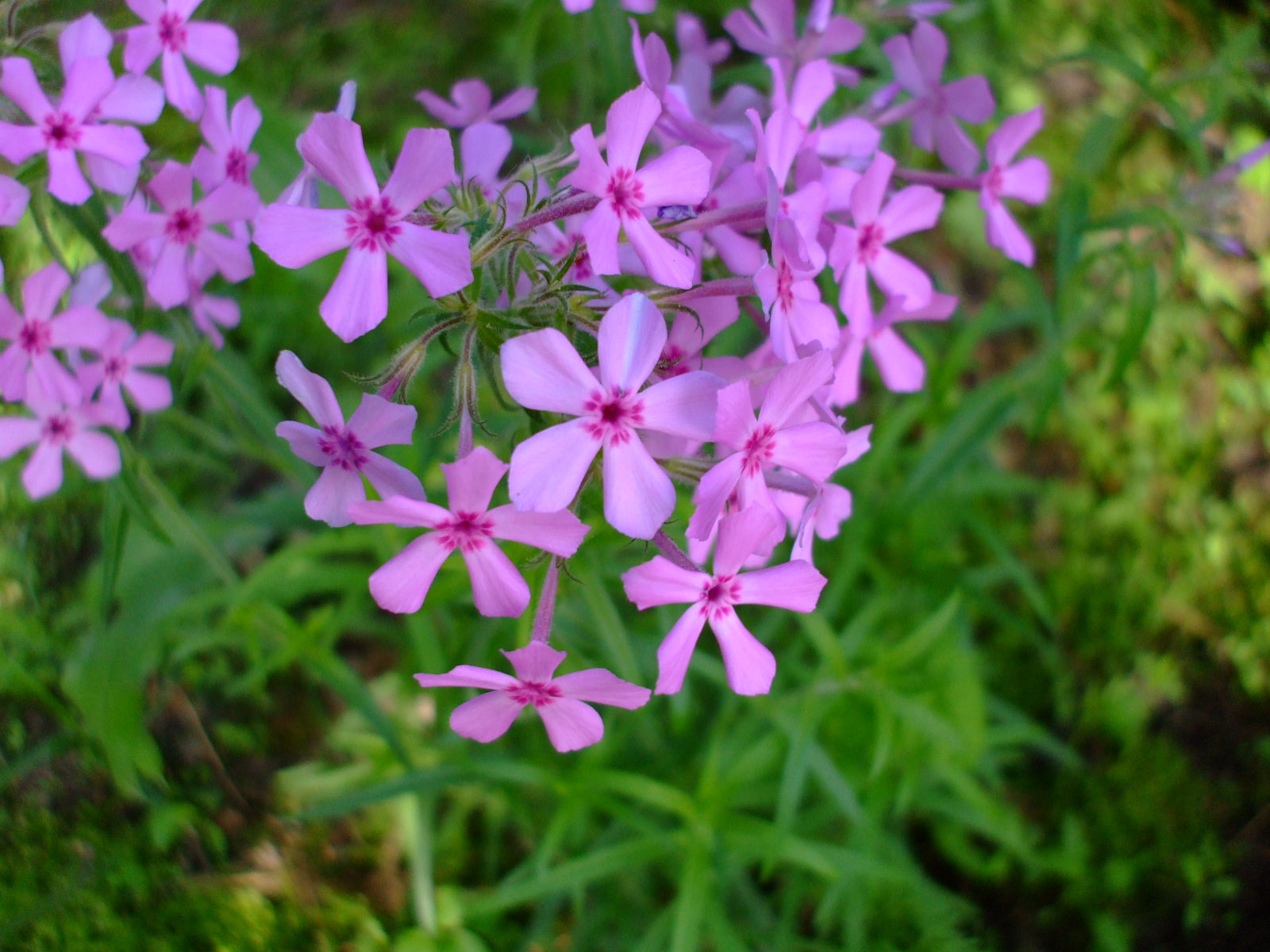 Phlox pilosa